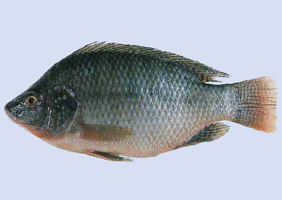 TILAPIA