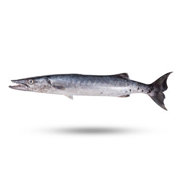 Barracuda(Seud) / kg